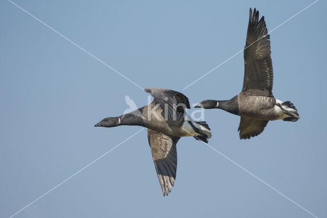 Rotgans (Branta bernicla)