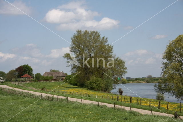 White Willow (Salix alba)