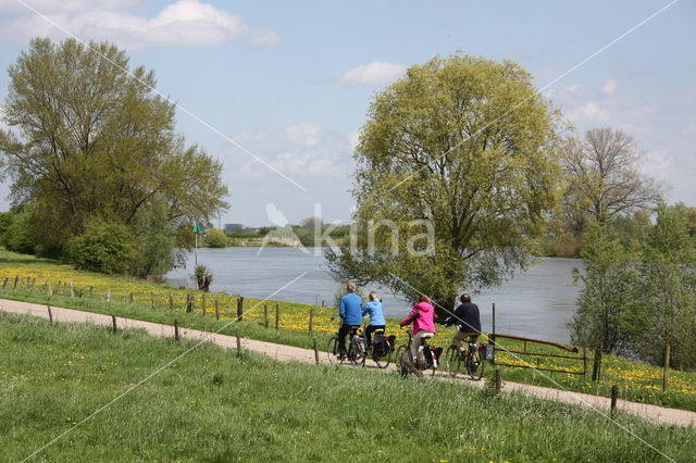 Schietwilg (Salix alba)