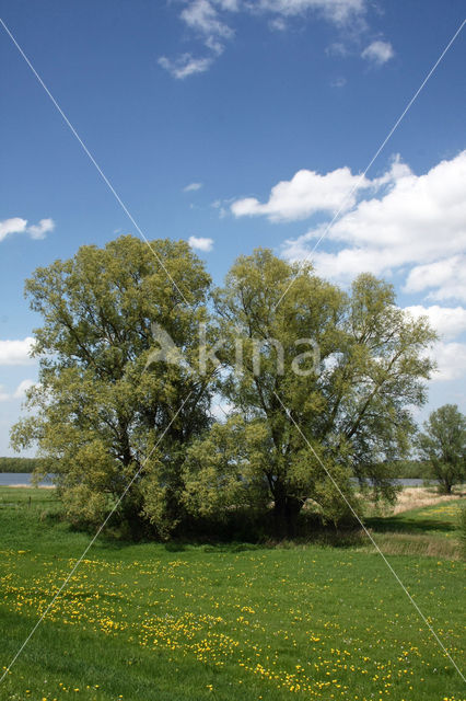 Schietwilg (Salix alba)