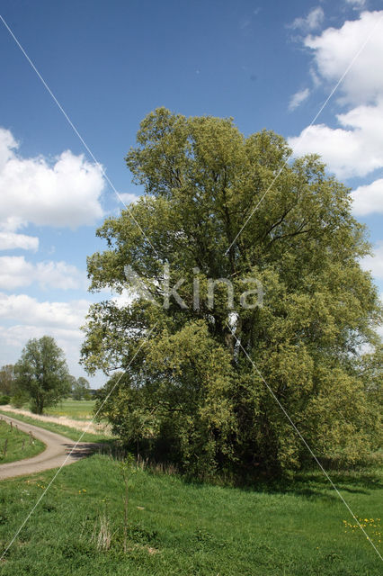 White Willow (Salix alba)