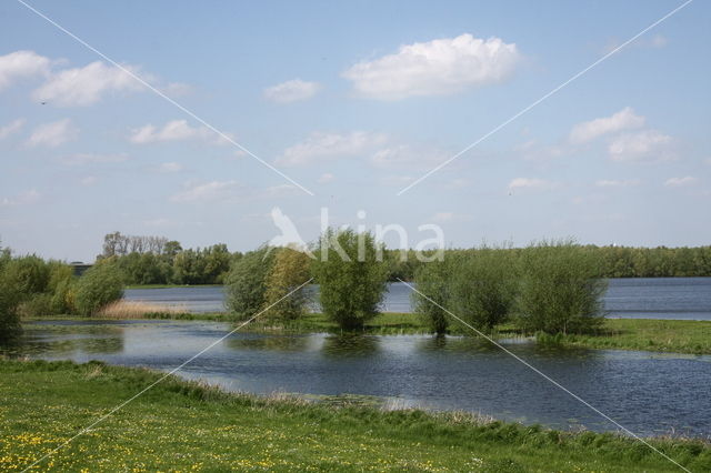 Schietwilg (Salix alba)