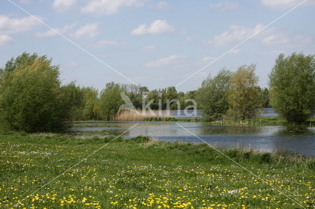 White Willow (Salix alba)