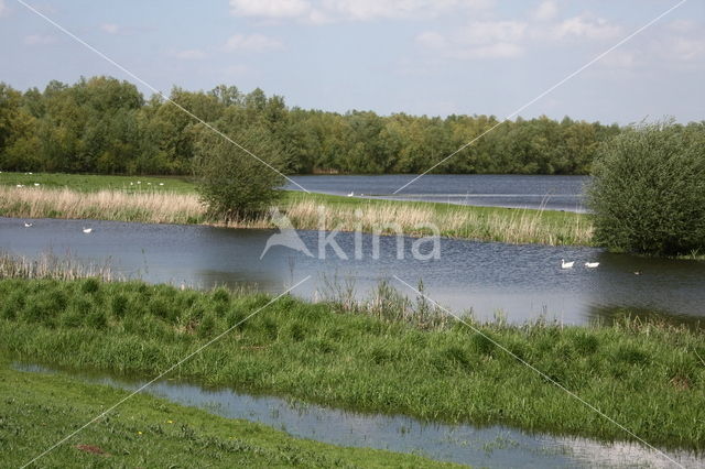 Schietwilg (Salix alba)