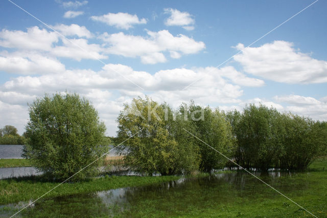 Schietwilg (Salix alba)