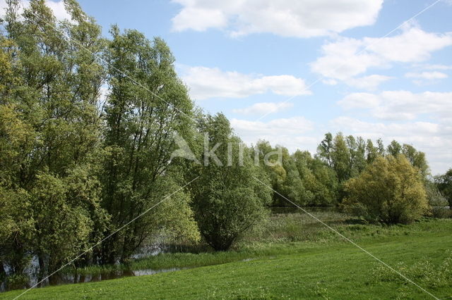 White Willow (Salix alba)