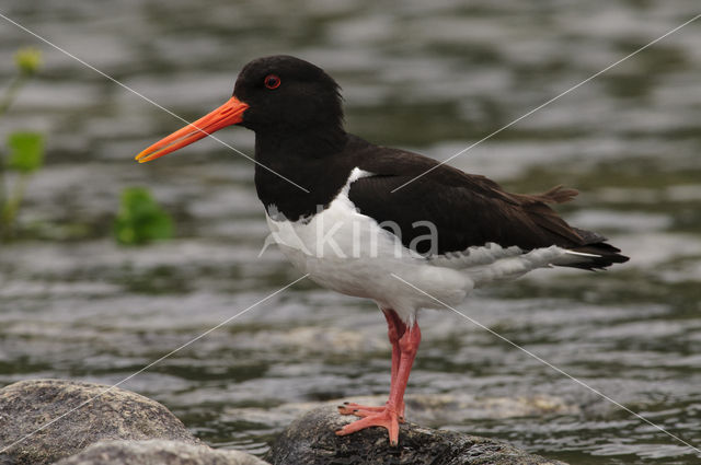 Oystercatcher (Haematopus ostralegus)