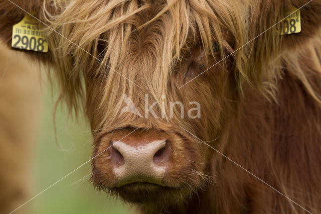 Highland Cow (Bos domesticus)