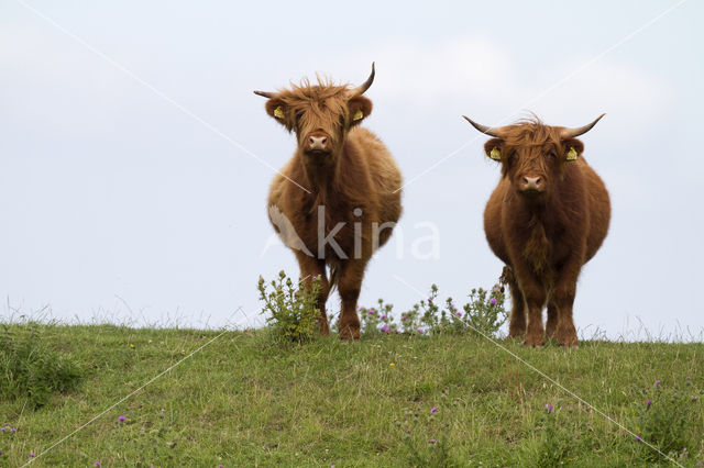 Highland Cow (Bos domesticus)