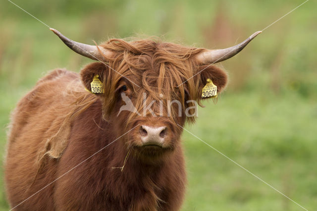 Highland Cow (Bos domesticus)