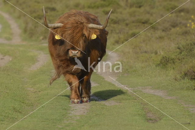 Schotse Hooglander