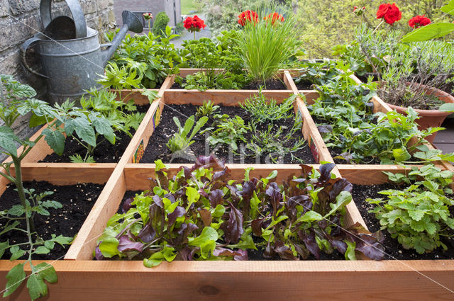 Garden Lettuce (Lactuca sativa)