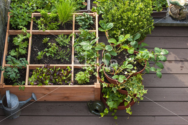 Garden Lettuce (Lactuca sativa)