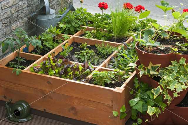 Garden Lettuce (Lactuca sativa)