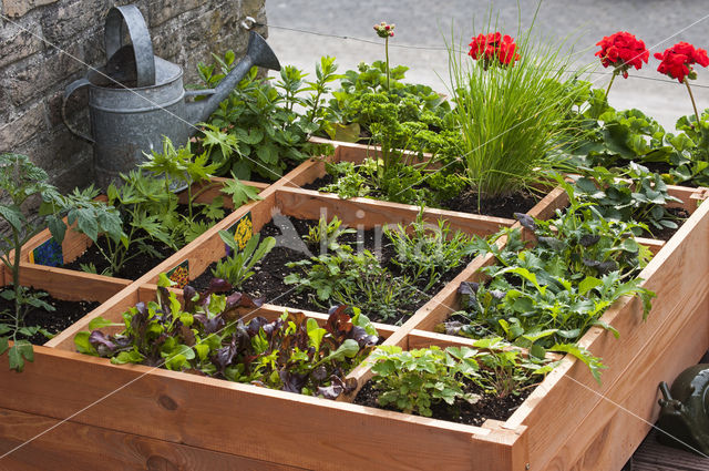 Garden Lettuce (Lactuca sativa)