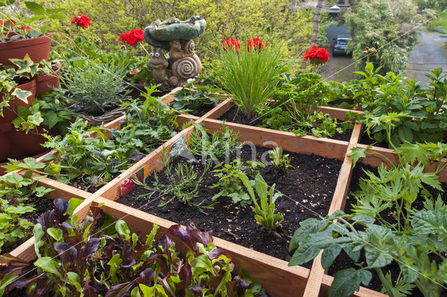 Garden Lettuce (Lactuca sativa)
