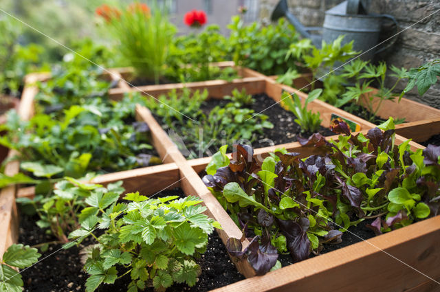 Garden Lettuce (Lactuca sativa)