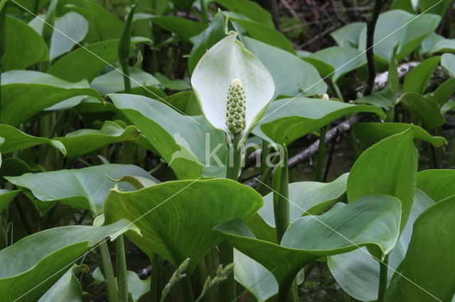 Slangenwortel (Calla palustris)