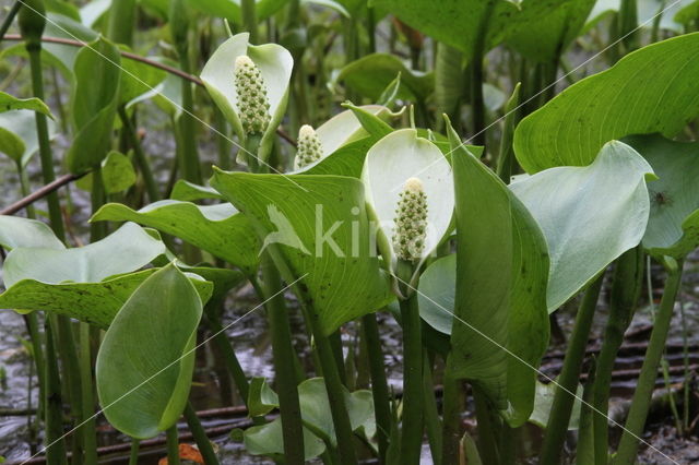 Slangenwortel (Calla palustris)