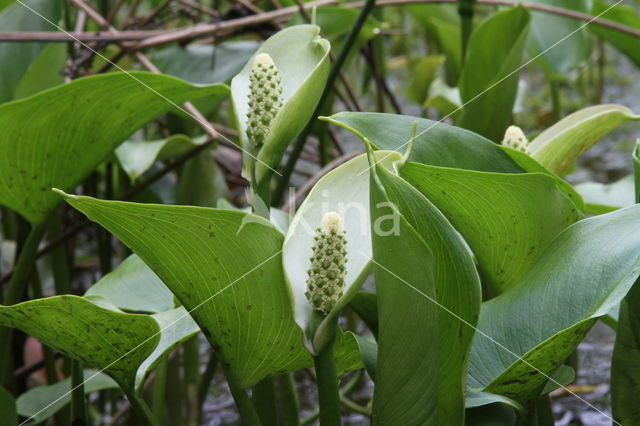 Slangenwortel (Calla palustris)