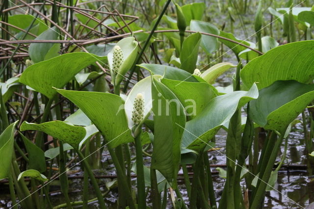 Slangenwortel (Calla palustris)