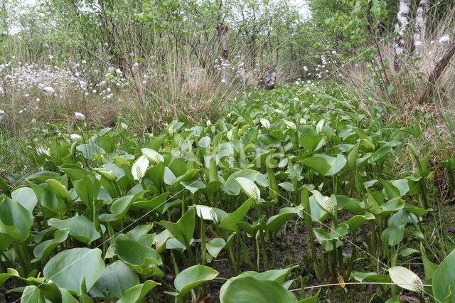 Slangenwortel (Calla palustris)