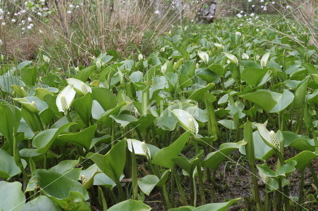 Slangenwortel (Calla palustris)