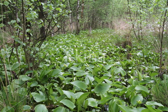 Slangenwortel (Calla palustris)