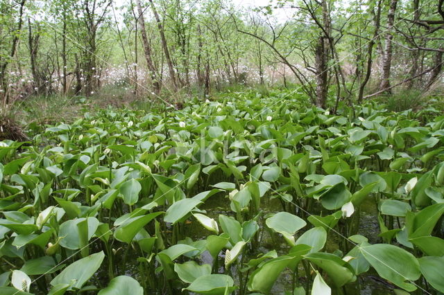 Slangenwortel (Calla palustris)