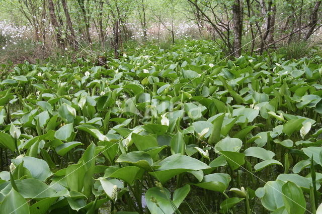 Slangenwortel (Calla palustris)