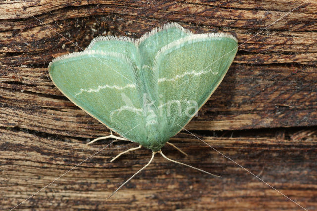 Smaragdgroene zomervlinder (Chlorissa viridata)