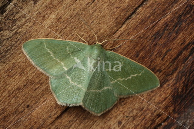 Smaragdgroene zomervlinder (Chlorissa viridata)
