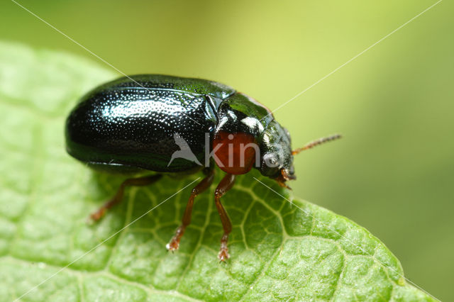 Smaragdina affinis