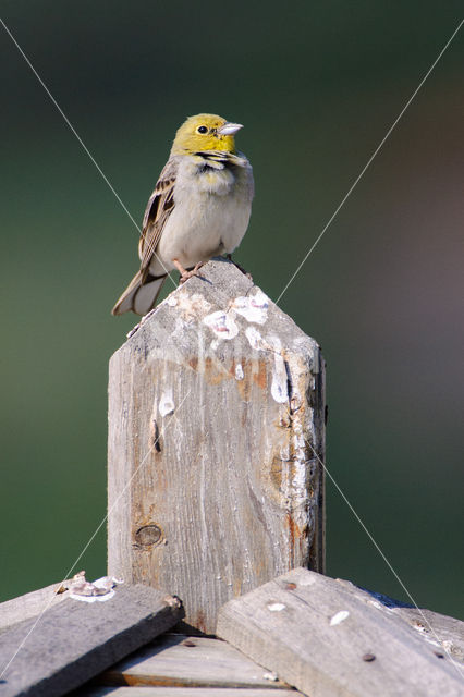 Smyrnagors (Emberiza cineracea)