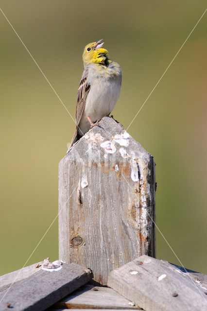 Cinereous bunting (Emberiza cineracea)