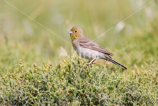 Cinereous bunting (Emberiza cineracea)