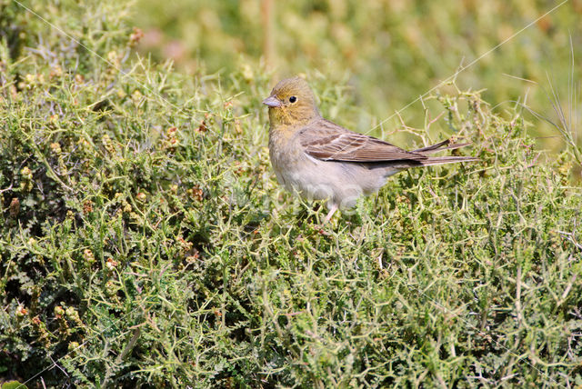 Smyrnagors (Emberiza cineracea)