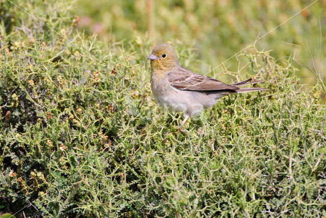 Cinereous bunting (Emberiza cineracea)