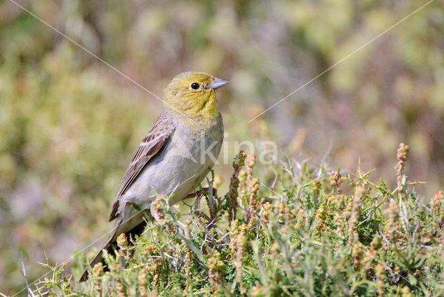 Smyrnagors (Emberiza cineracea)