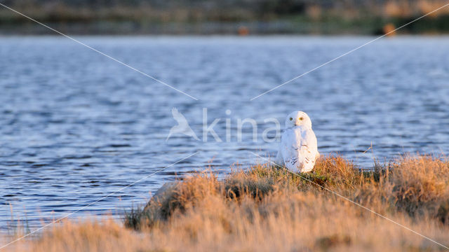 Snowy Owl (Bubo scandiacus)