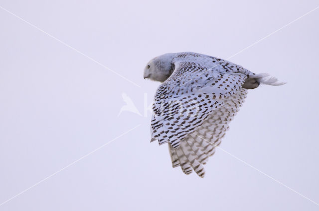 Sneeuwuil (Bubo scandiacus)