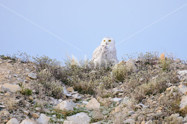Snowy Owl (Bubo scandiacus)