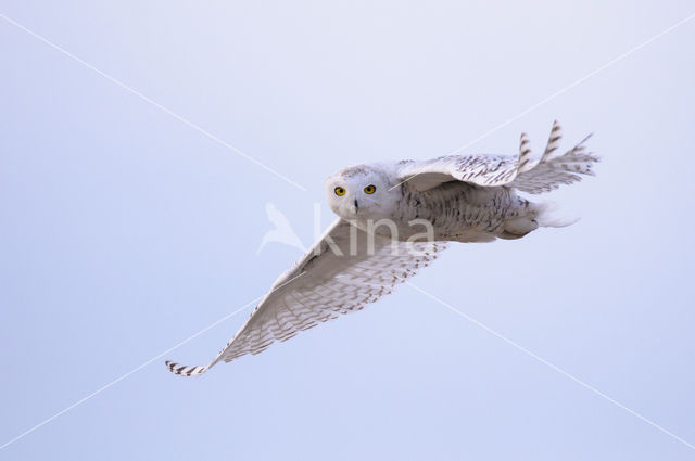 Snowy Owl (Bubo scandiacus)