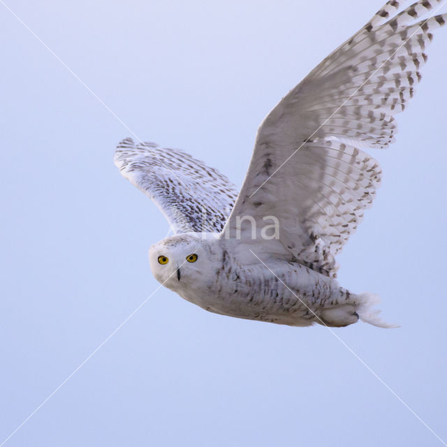 Snowy Owl (Bubo scandiacus)