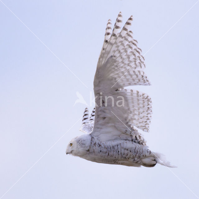 Snowy Owl (Bubo scandiacus)