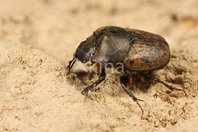 Scarab Beetle (Onthophagus similis)