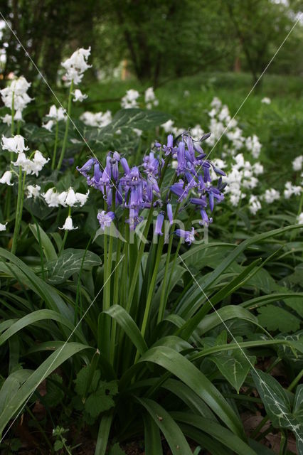 Spanish Bluebells (Hyacinthoides hispanica)