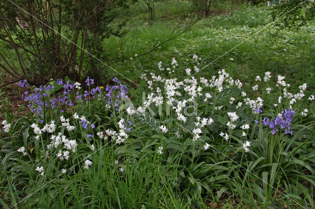 Spanish Bluebells (Hyacinthoides hispanica)