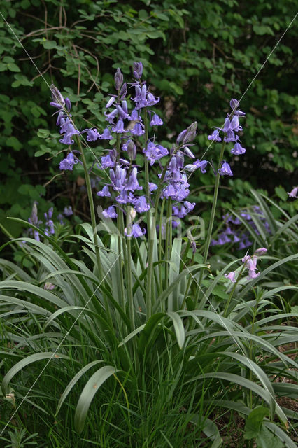 Spanish Bluebells (Hyacinthoides hispanica)