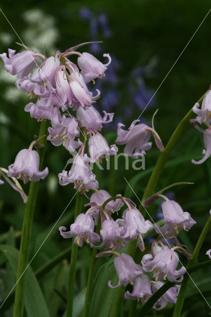 Spanish Bluebells (Hyacinthoides hispanica)